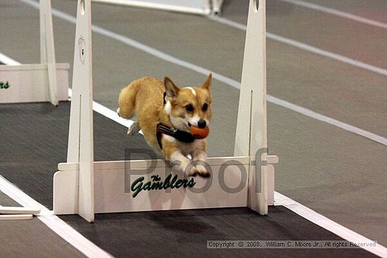 Dawg Derby Flyball Tournement<br />July 13<br />Classic Center<br />Athens, Ga