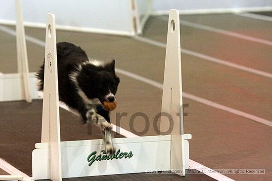 Dawg Derby Flyball Tournement<br />July 13<br />Classic Center<br />Athens, Ga