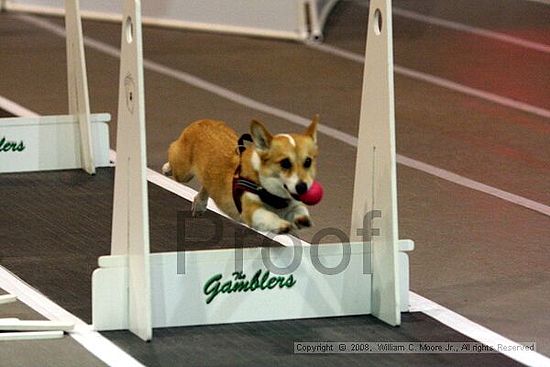 Dawg Derby Flyball Tournement<br />July 13<br />Classic Center<br />Athens, Ga