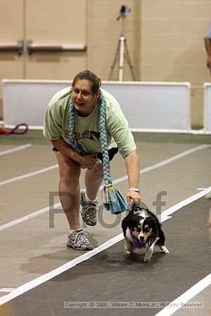 Dawg Derby Flyball Tournement<br />July 13<br />Classic Center<br />Athens, Ga