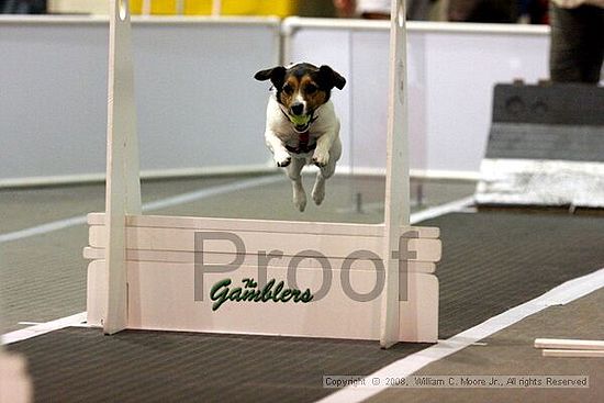 Dawg Derby Flyball Tournement<br />July 13<br />Classic Center<br />Athens, Ga