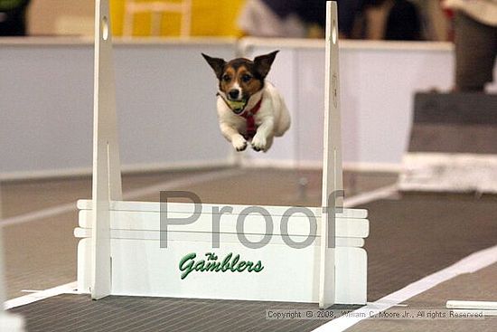 Dawg Derby Flyball Tournement<br />July 13<br />Classic Center<br />Athens, Ga