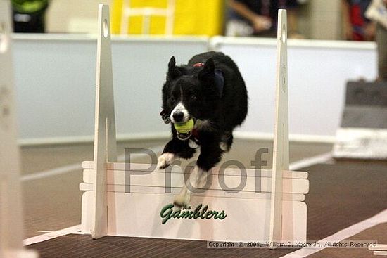 Dawg Derby Flyball Tournement<br />July 13<br />Classic Center<br />Athens, Ga