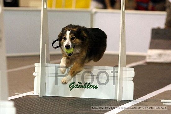 Dawg Derby Flyball Tournement<br />July 13<br />Classic Center<br />Athens, Ga