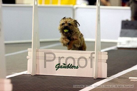Dawg Derby Flyball Tournement<br />July 13<br />Classic Center<br />Athens, Ga