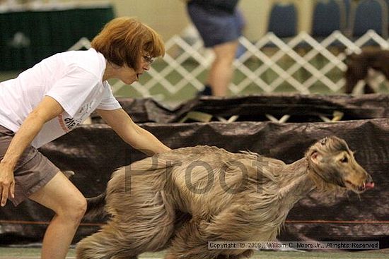 Dawg Derby Flyball Tournement<br />July 13<br />Classic Center<br />Athens, Ga