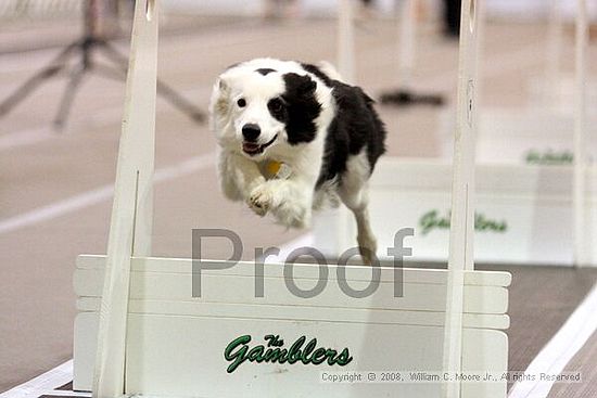 Dawg Derby Flyball Tournement<br />July 13<br />Classic Center<br />Athens, Ga