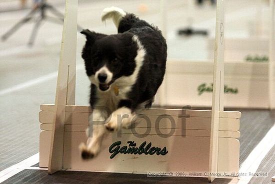 Dawg Derby Flyball Tournement<br />July 13<br />Classic Center<br />Athens, Ga