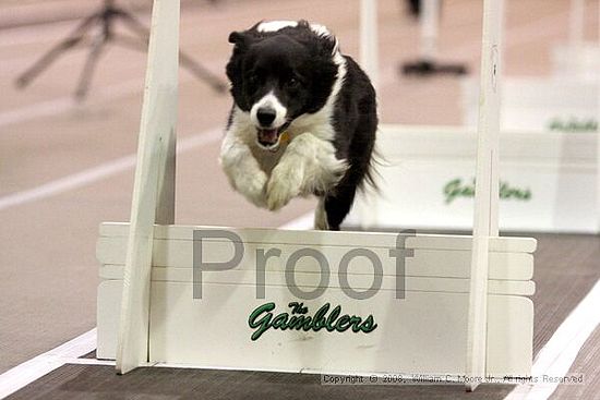Dawg Derby Flyball Tournement<br />July 13<br />Classic Center<br />Athens, Ga