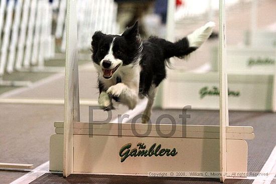 Dawg Derby Flyball Tournement<br />July 13<br />Classic Center<br />Athens, Ga