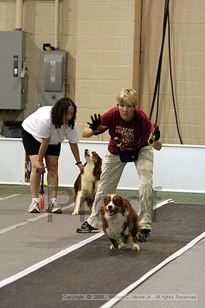 Dawg Derby Flyball Tournement<br />July 13<br />Classic Center<br />Athens, Ga
