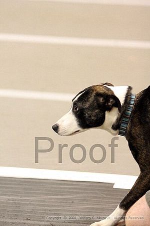 Dawg Derby Flyball Tournement<br />July 13<br />Classic Center<br />Athens, Ga