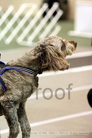 Dawg Derby Flyball Tournement<br />July 13<br />Classic Center<br />Athens, Ga