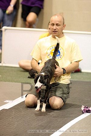 Dawg Derby Flyball Tournement<br />July 13<br />Classic Center<br />Athens, Ga