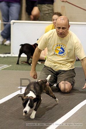 Dawg Derby Flyball Tournement<br />July 13<br />Classic Center<br />Athens, Ga