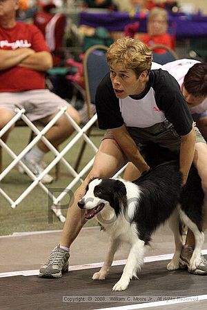 Dawg Derby Flyball Tournement<br />July 13<br />Classic Center<br />Athens, Ga