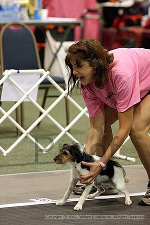 Dawg Derby Flyball Tournement<br />July 13<br />Classic Center<br />Athens, Ga