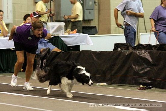 Dawg Derby Flyball Tournement<br />July 13<br />Classic Center<br />Athens, Ga