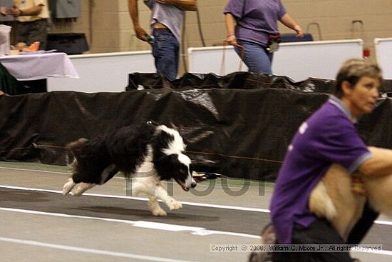 Dawg Derby Flyball Tournement<br />July 13<br />Classic Center<br />Athens, Ga