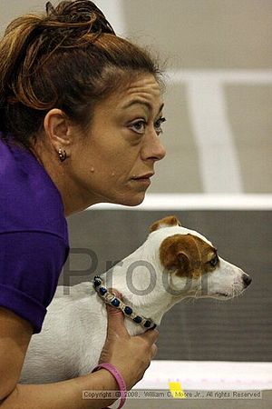 Dawg Derby Flyball Tournement<br />July 13<br />Classic Center<br />Athens, Ga
