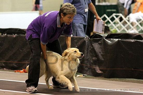 Dawg Derby Flyball Tournement<br />July 13<br />Classic Center<br />Athens, Ga