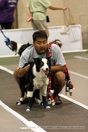 Dawg Derby Flyball Tournement<br />July 13<br />Classic Center<br />Athens, Ga