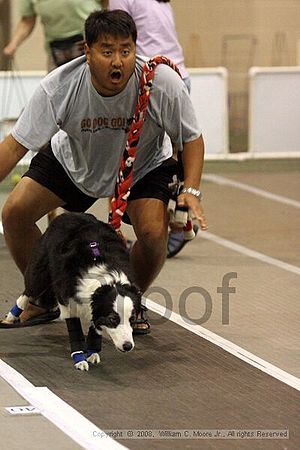 Dawg Derby Flyball Tournement<br />July 13<br />Classic Center<br />Athens, Ga
