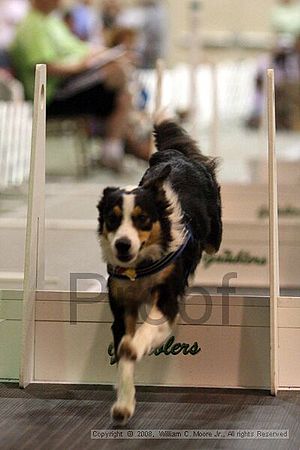 Dawg Derby Flyball Tournement<br />July 13<br />Classic Center<br />Athens, Ga