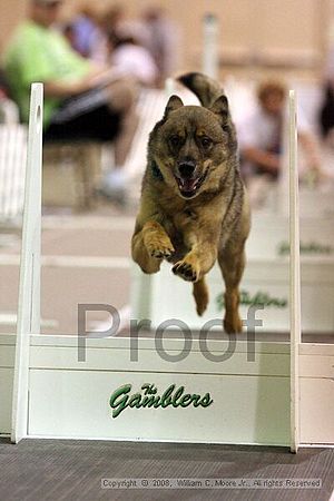 Dawg Derby Flyball Tournement<br />July 13<br />Classic Center<br />Athens, Ga