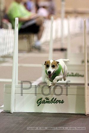 Dawg Derby Flyball Tournement<br />July 13<br />Classic Center<br />Athens, Ga