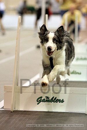 Dawg Derby Flyball Tournement<br />July 13<br />Classic Center<br />Athens, Ga