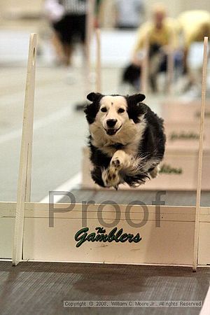 Dawg Derby Flyball Tournement<br />July 13<br />Classic Center<br />Athens, Ga