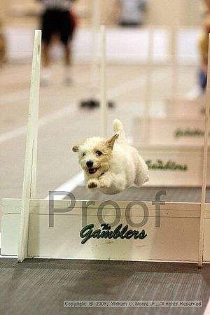 Dawg Derby Flyball Tournement<br />July 13<br />Classic Center<br />Athens, Ga