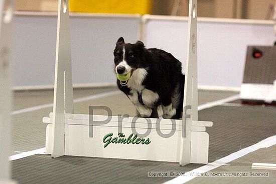 Dawg Derby Flyball Tournement<br />July 13<br />Classic Center<br />Athens, Ga