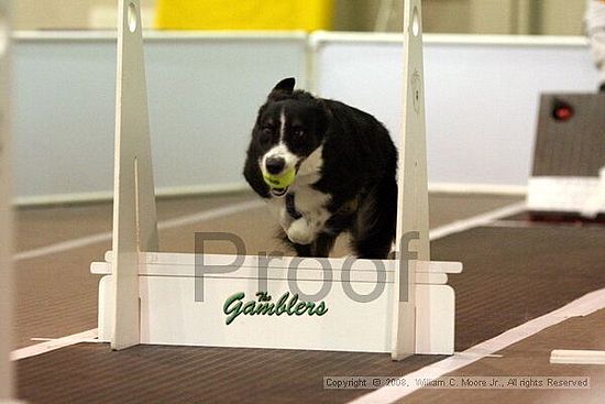 Dawg Derby Flyball Tournement<br />July 13<br />Classic Center<br />Athens, Ga