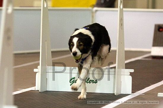 Dawg Derby Flyball Tournement<br />July 13<br />Classic Center<br />Athens, Ga
