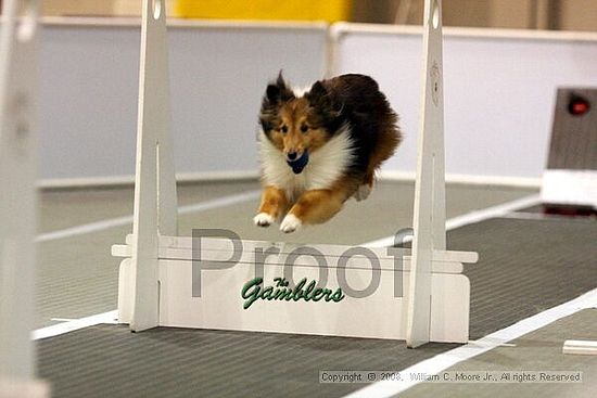 Dawg Derby Flyball Tournement<br />July 13<br />Classic Center<br />Athens, Ga