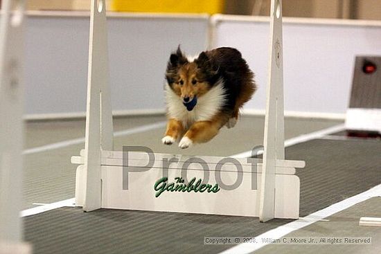 Dawg Derby Flyball Tournement<br />July 13<br />Classic Center<br />Athens, Ga