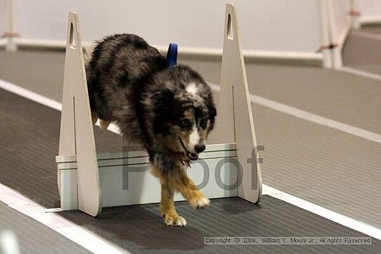 Dawg Derby Flyball Tournement<br />July 13<br />Classic Center<br />Athens, Ga