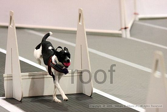 Dawg Derby Flyball Tournement<br />July 13<br />Classic Center<br />Athens, Ga