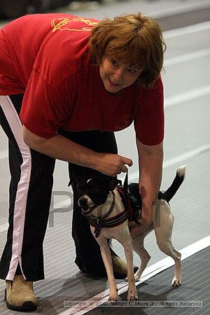 Dawg Derby Flyball Tournement<br />July 13<br />Classic Center<br />Athens, Ga