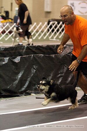 Dawg Derby Flyball Tournement<br />July 13<br />Classic Center<br />Athens, Ga