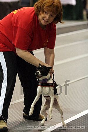 Dawg Derby Flyball Tournement<br />July 13<br />Classic Center<br />Athens, Ga