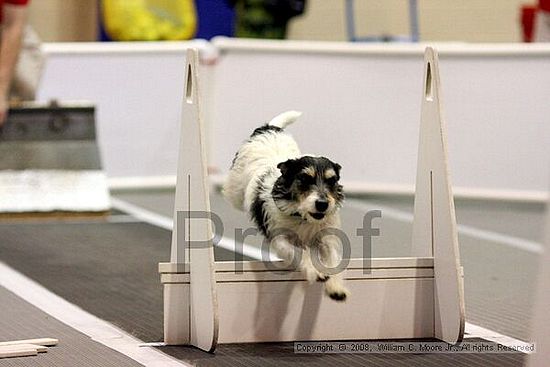 Dawg Derby Flyball Tournement<br />July 13<br />Classic Center<br />Athens, Ga