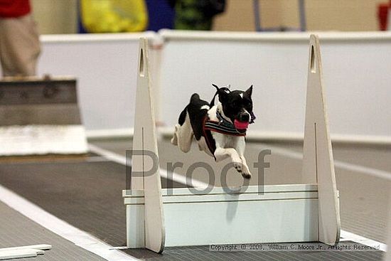 Dawg Derby Flyball Tournement<br />July 13<br />Classic Center<br />Athens, Ga