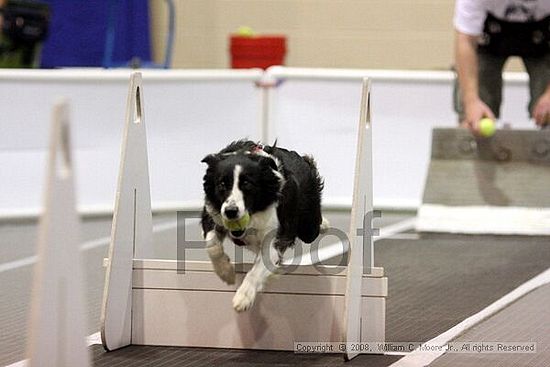 Dawg Derby Flyball Tournement<br />July 13<br />Classic Center<br />Athens, Ga