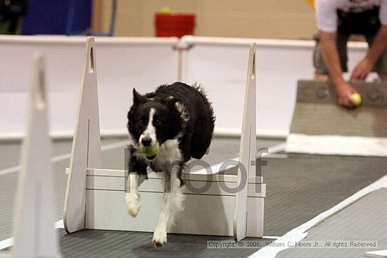 Dawg Derby Flyball Tournement<br />July 13<br />Classic Center<br />Athens, Ga
