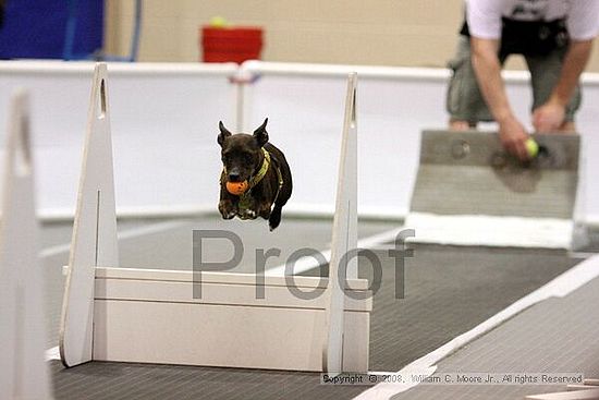 Dawg Derby Flyball Tournement<br />July 13<br />Classic Center<br />Athens, Ga