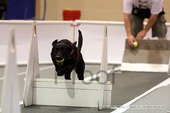 Dawg Derby Flyball Tournement<br />July 13<br />Classic Center<br />Athens, Ga