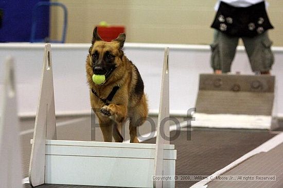 Dawg Derby Flyball Tournement<br />July 13<br />Classic Center<br />Athens, Ga